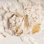 Исторические раскопки Науки с Буки, BONDIBON, "Динозавры" Археоптерикс